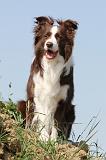 BORDER COLLIE 550